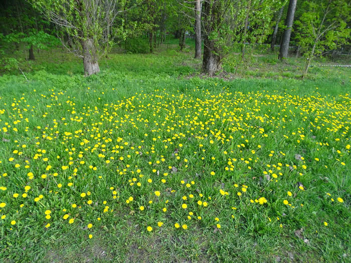 DSC00020 (700x525, 690Kb)