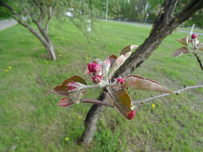 DSC00026 (700x525, 394Kb)