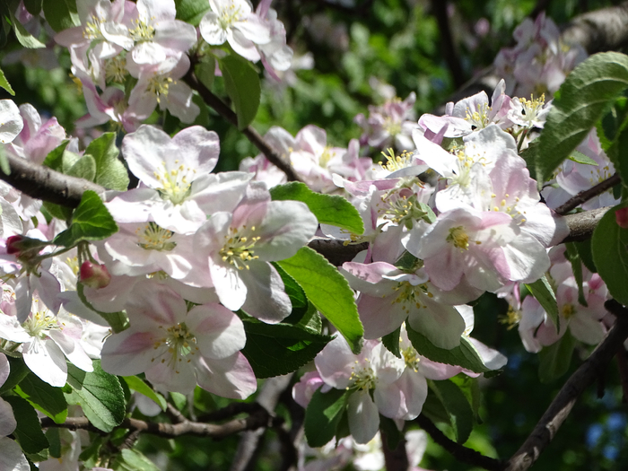 DSC00059 (700x525, 431Kb)