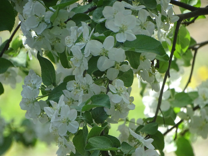 DSC00105 (700x525, 397Kb)