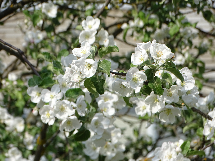 DSC00180 (700x525, 408Kb)