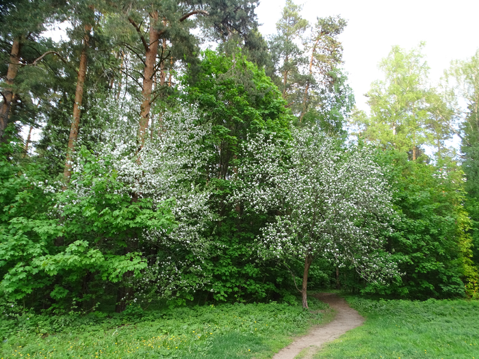 DSC00215 (700x525, 603Kb)