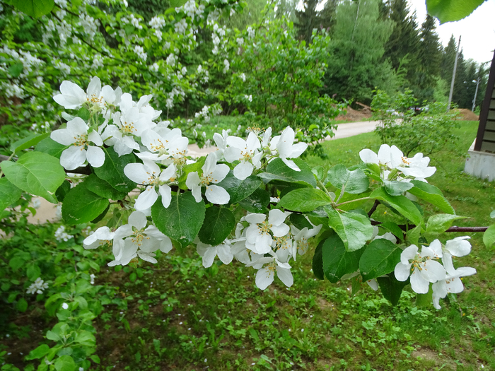 DSC00042 (700x525, 563Kb)