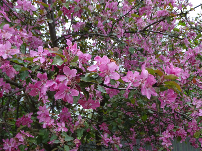DSC00057 (700x525, 614Kb)