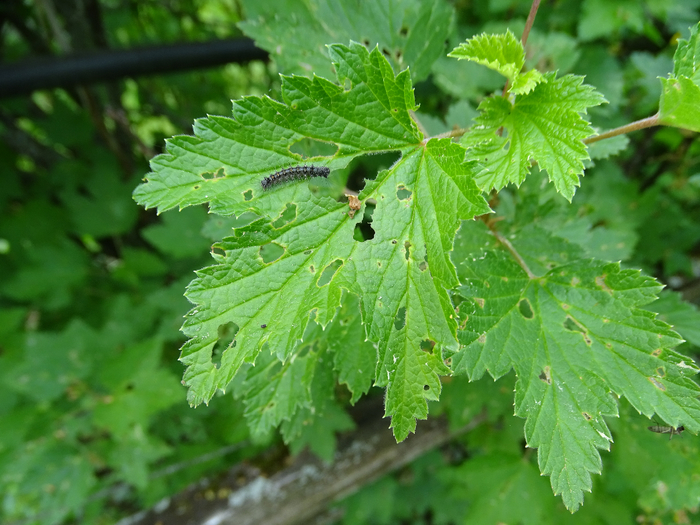 DSC00072 (700x525, 446Kb)