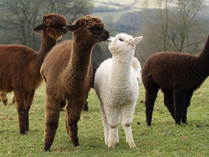 13561e806c5291a9a2fb73ae0ec86977--love-shape-alpaca-scarf (700x525, 68Kb)