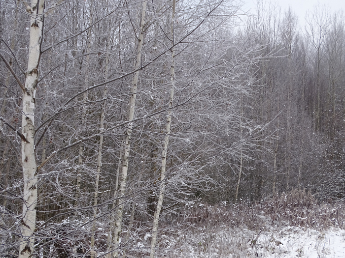 DSC00059 (700x525, 484Kb)