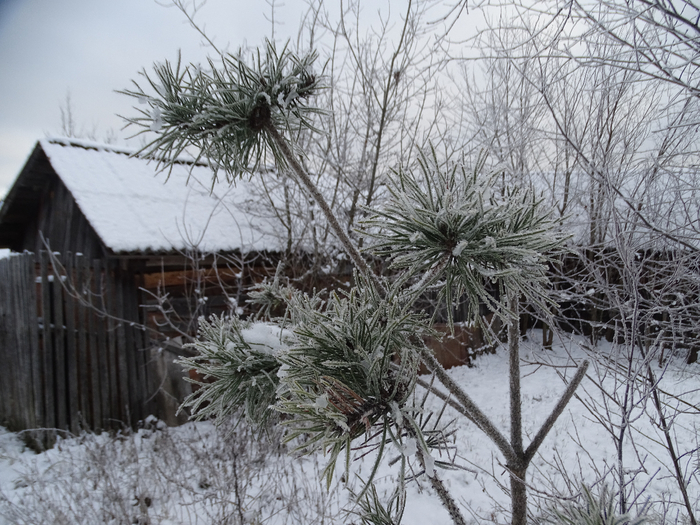 DSC00070 (700x525, 468Kb)