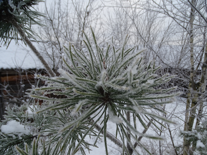 DSC00071 (700x525, 459Kb)