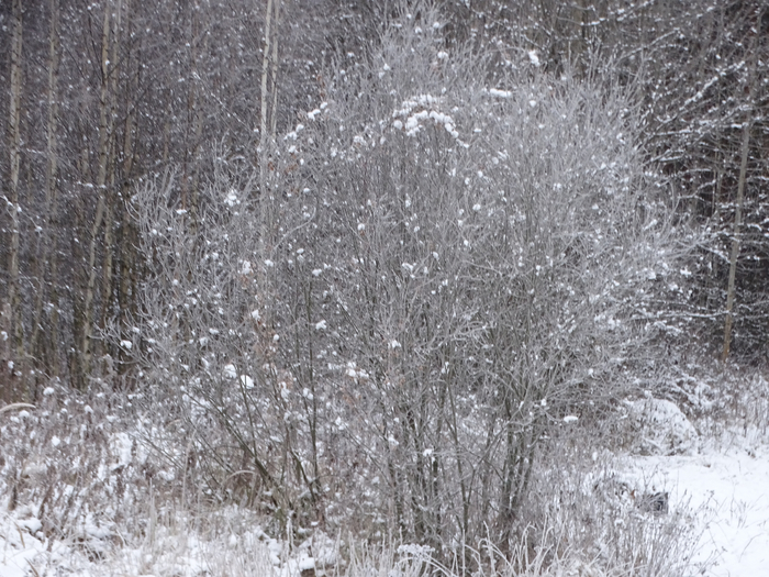 DSC00077 (700x525, 465Kb)