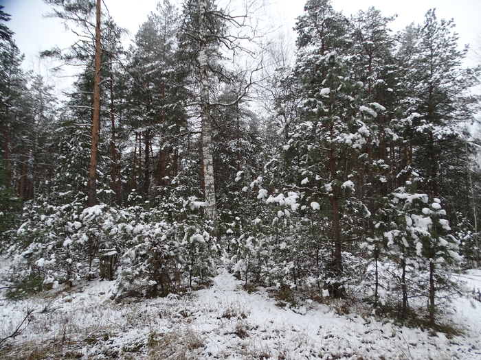 DSC00092 (700x525, 547Kb)