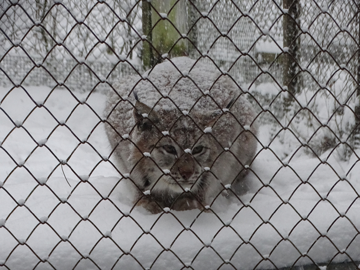 DSC00038 (700x525, 425Kb)