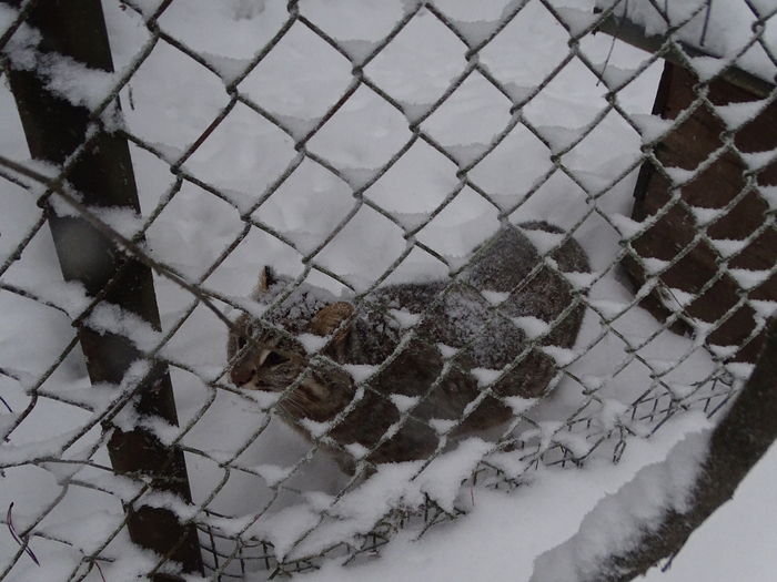 DSC00057 (700x525, 374Kb)