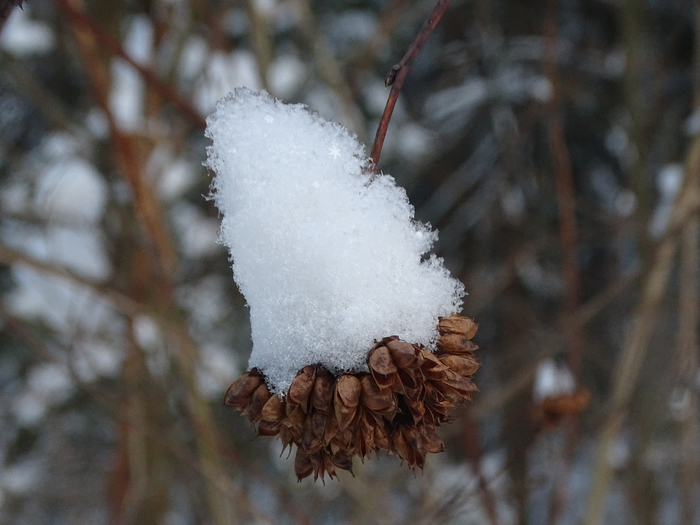 DSC00017 (700x525, 332Kb)