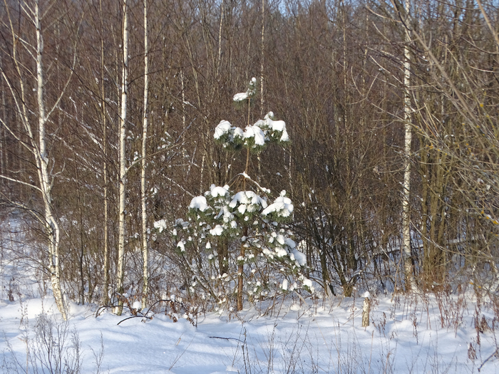 DSC00043 (700x525, 530Kb)