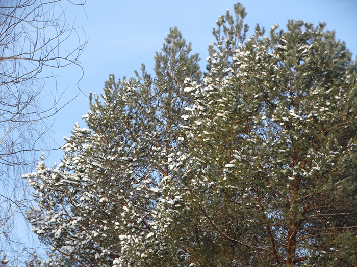 DSC00047 (700x525, 597Kb)