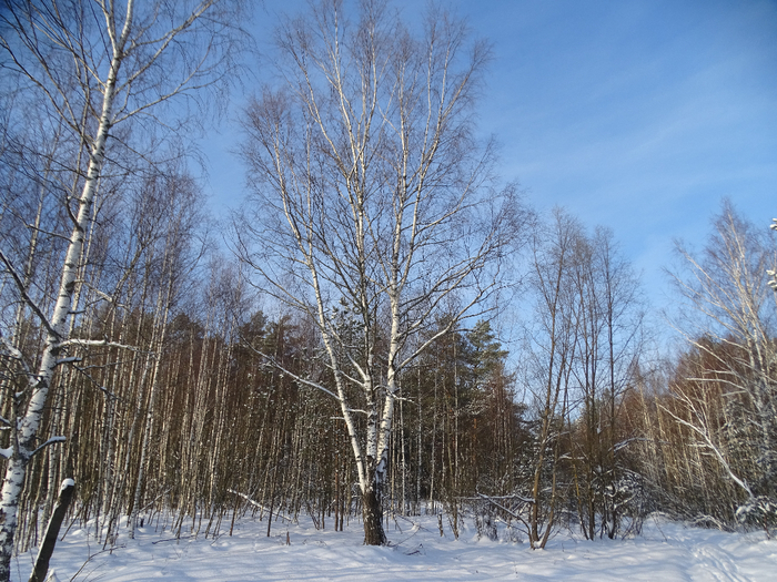 DSC00057 (700x525, 531Kb)