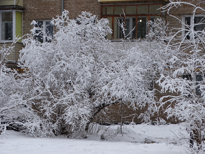 DSC00088 (700x525, 515Kb)