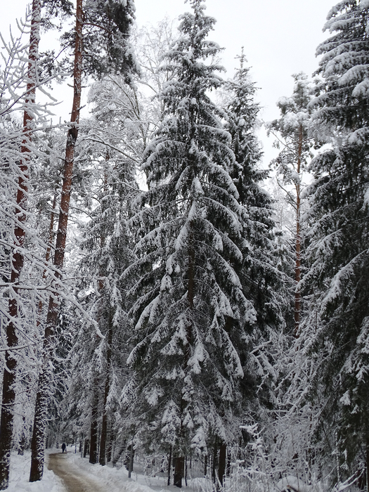 DSC00124 (525x700, 523Kb)