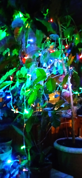 1703580291417 (322x700, 295Kb)