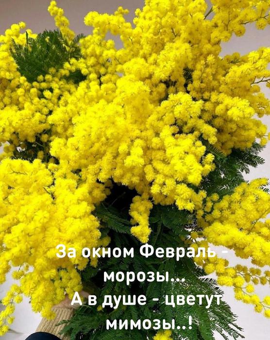 МИМОЗА 18 (556x700, 93Kb)
