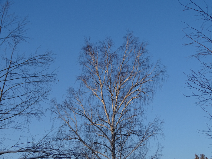 DSC00038 (700x525, 454Kb)