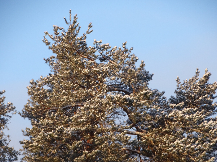 DSC00044 (700x525, 494Kb)