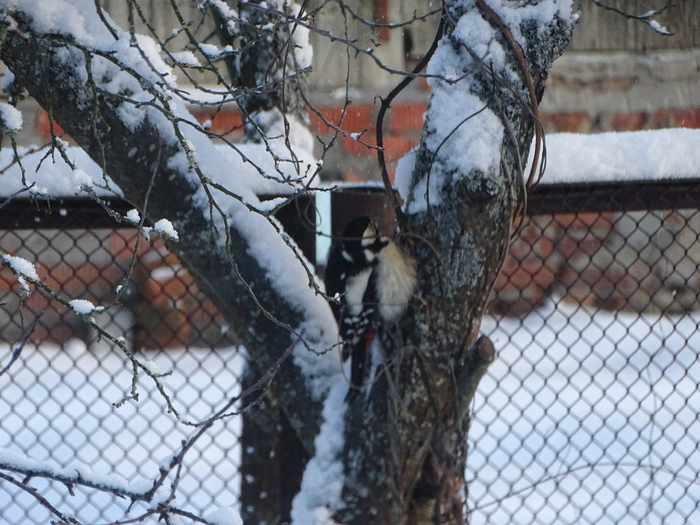 DSC00056 (700x525, 435Kb)