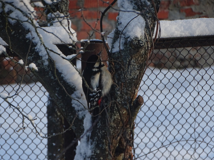 DSC00068 (700x525, 428Kb)