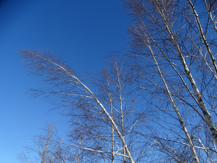 DSC00080 (700x525, 539Kb)