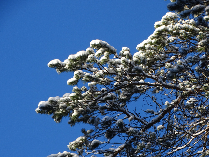DSC00095 (700x525, 508Kb)