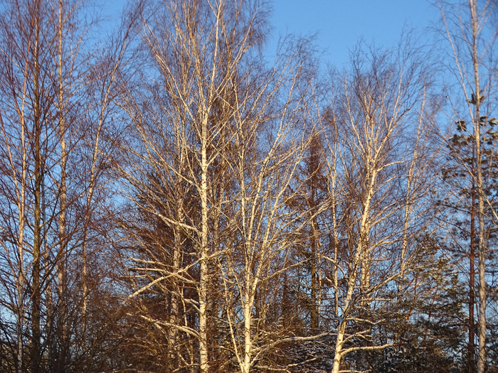 DSC00157 (700x525, 698Kb)
