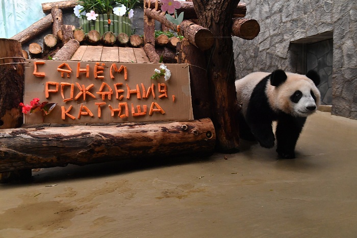 3109898_avg_panda_msk (700x466, 121Kb)