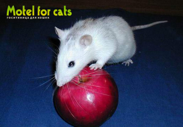 Гостиница для кошек в Самаре Motelforcats первая специализированная гостиница для кошек в Самаре  (11) (600x419, 144Kb)
