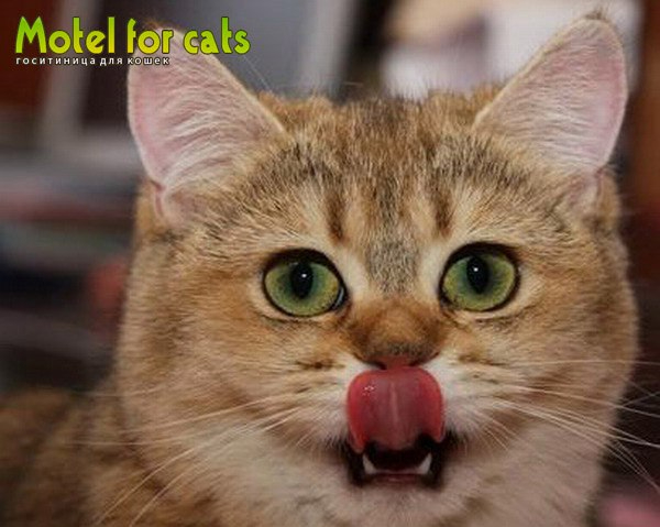 Гостиница для кошек в Самаре Motelforcats первая специализированная гостиница для кошек в Самаре  (20) (600x479, 181Kb)