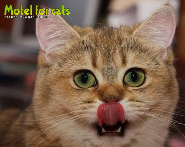 Гостиница для кошек в Самаре Motelforcats первая специализированная гостиница для кошек в Самаре  (1) (600x479, 167Kb)