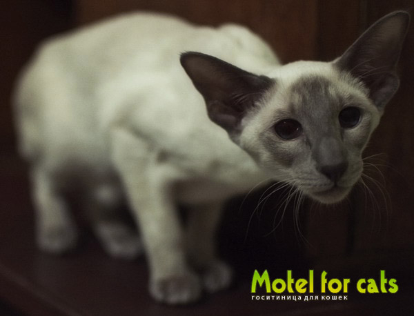 Гостиница для кошек в Самаре Motelforcats первая специализированная гостиница для кошек в Самаре  (3) (600x458, 107Kb)