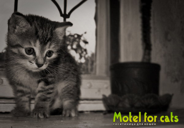      Motelforcats         (16) (600x419, 119Kb)