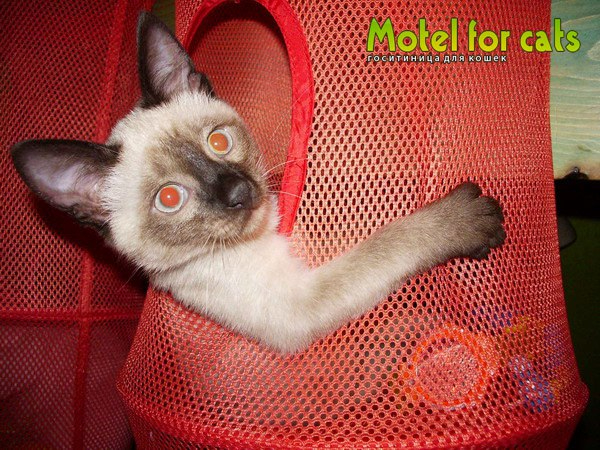 Гостиница для кошек в Самаре Motelforcats первая специализированная гостиница для кошек в Самаре  (19) (600x450, 357Kb)