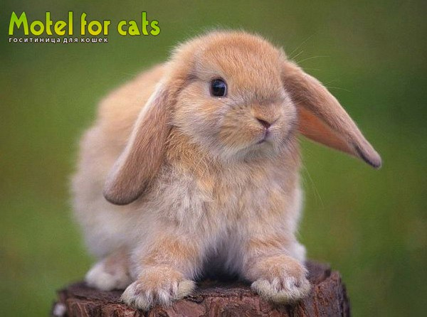 Гостиница для кошек в Самаре Motelforcats первая специализированная гостиница для кошек в Самаре  (21) (600x446, 172Kb)