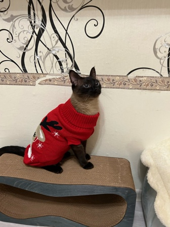Гостиница для кошек в Самаре Motelforcats первая специализированная гостиница для кошек в Самаре  (23) (336x448, 118Kb)