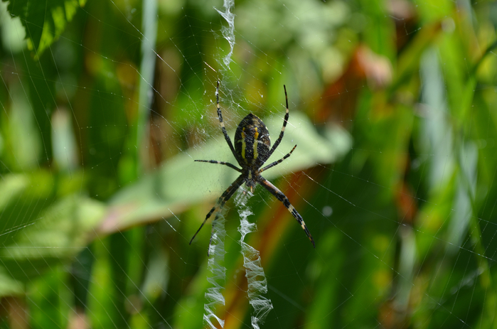 DSC_0042 (700x463, 328Kb)