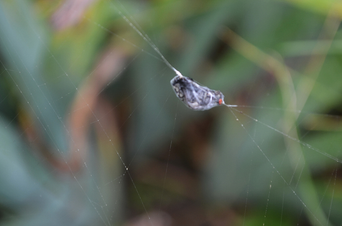 DSC_0081-0 (700x463, 257Kb)
