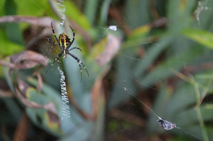 DSC_0083-0 (700x463, 301Kb)