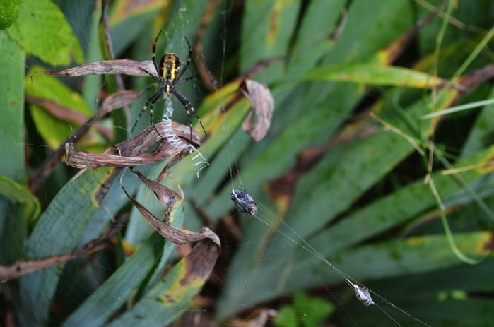DSC_0087-0 (700x463, 88Kb)