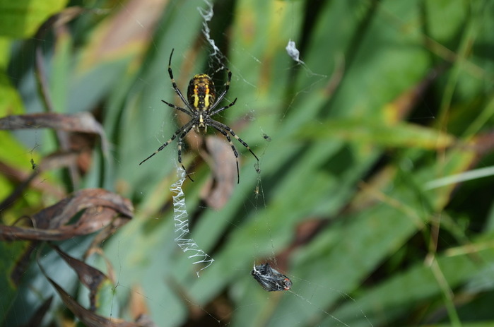 DSC_0093-0 (700x463, 76Kb)