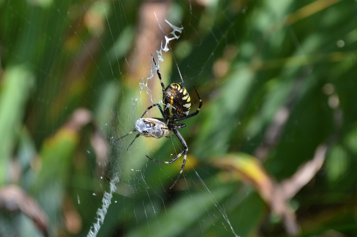 DSC_0122-0 (700x463, 70Kb)