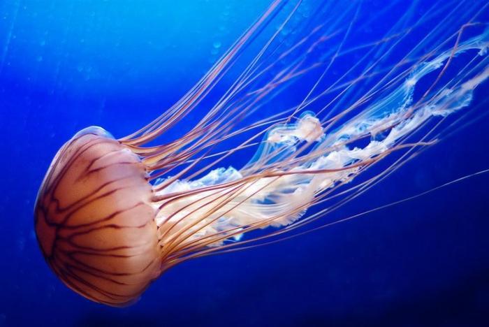 Jellyfish15-990x662 (700x468, 43Kb)