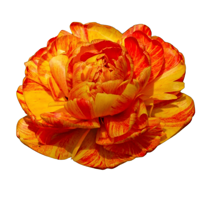 recommend-optimized (6) (700x700, 430Kb)