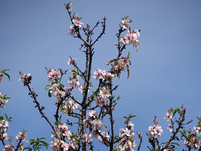 DSC00041 (700x525, 430Kb)